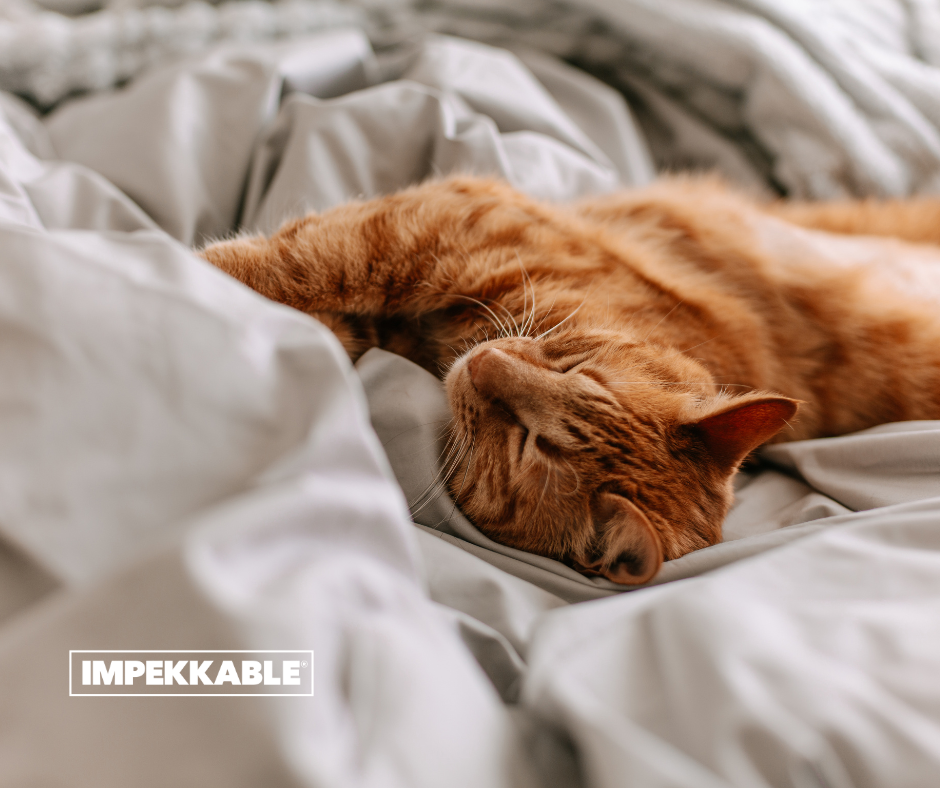 Dormir avec son chat ou son chien : bonne ou mauvaise idée ?