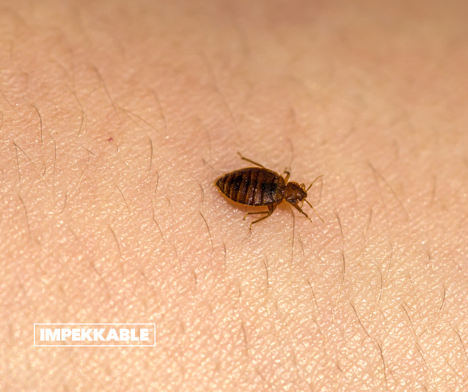 Punaises de lit : comment les reconnaître, les éviter et agir en cas d’infestation