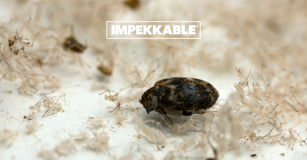 anthrène ou attagène